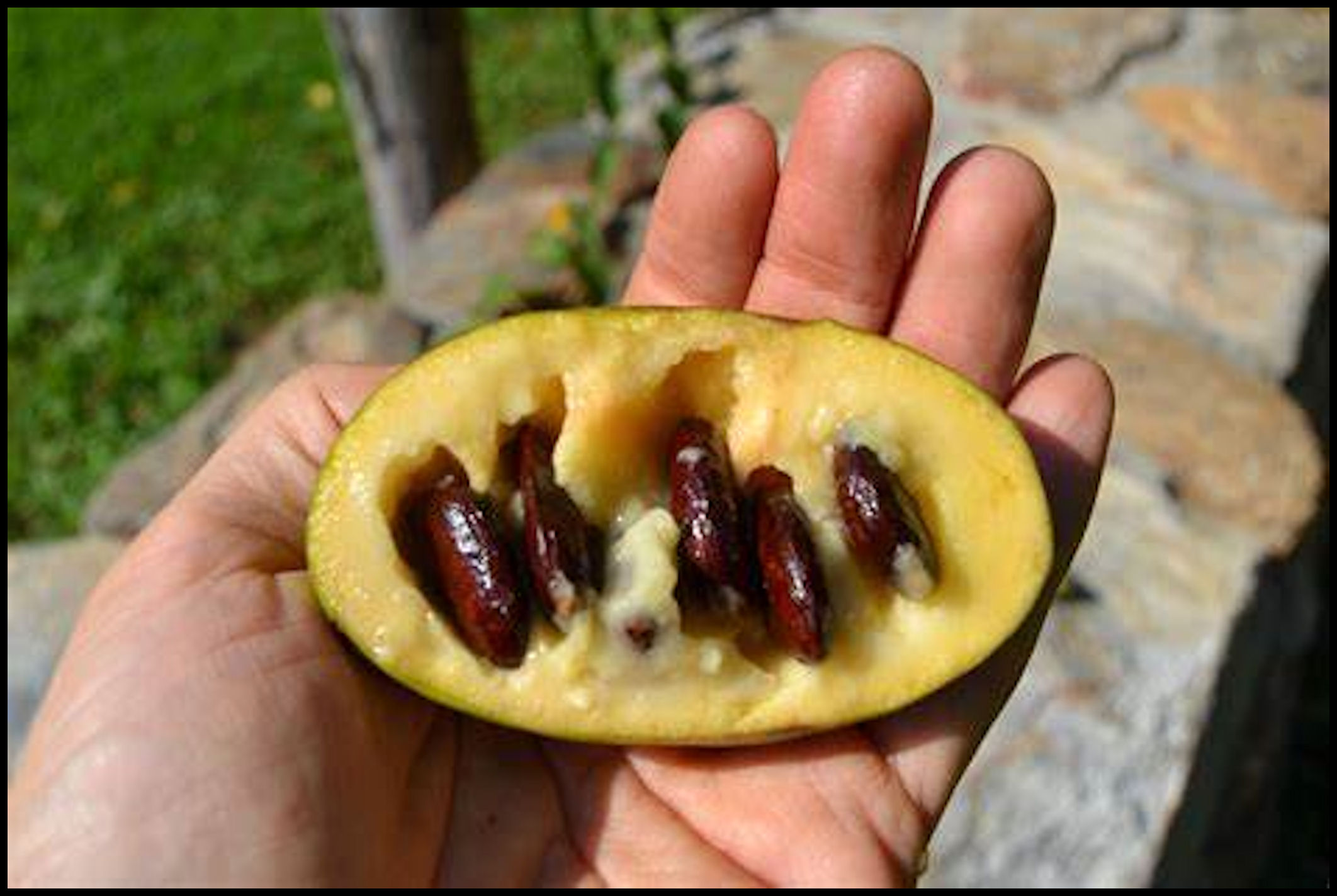 The Indigenous Agriculture of the Americas . . . Pawpaw fruit – The